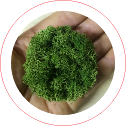 Close up of preserved moss