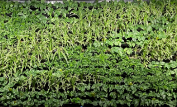 Close up of green wall