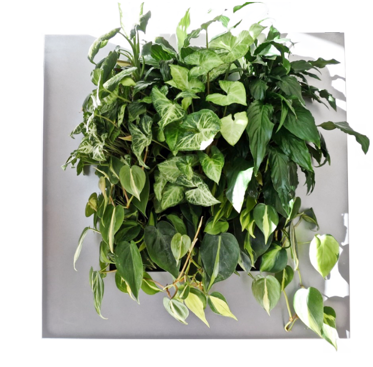 Live Picture living frame