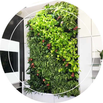 Living green wall in showroom
