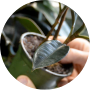 Modular green wall system