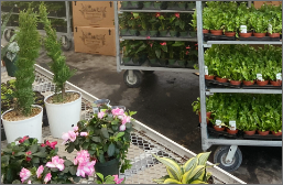 Transferring the plants