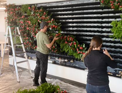 Installing a green wall