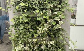 Live divider in office