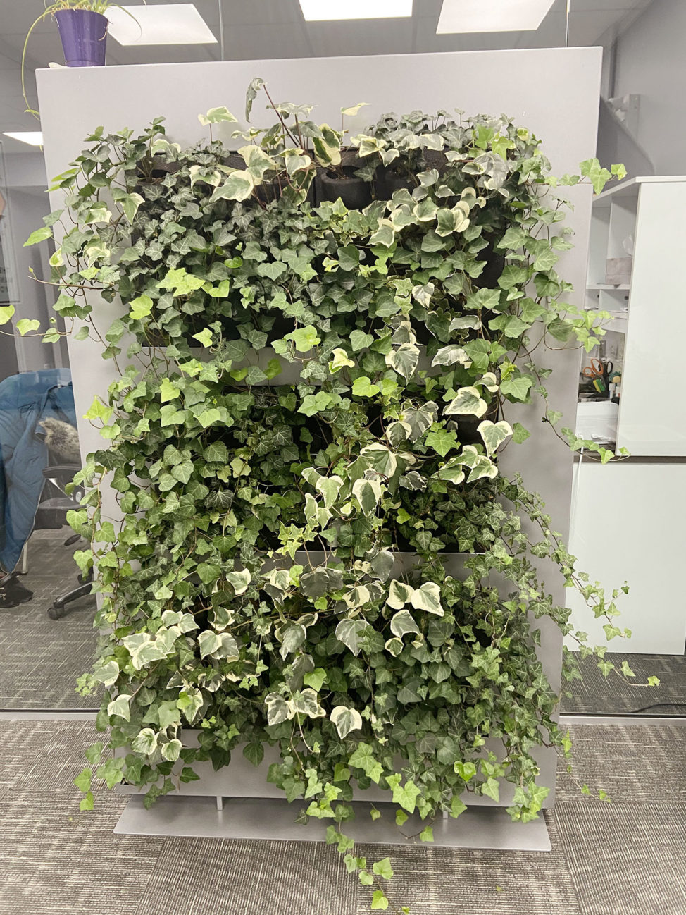 Live divider in office