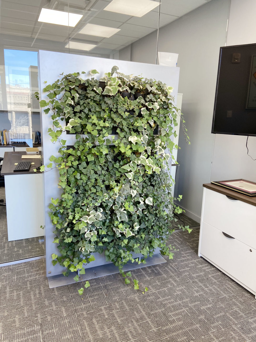 Live Divider in office