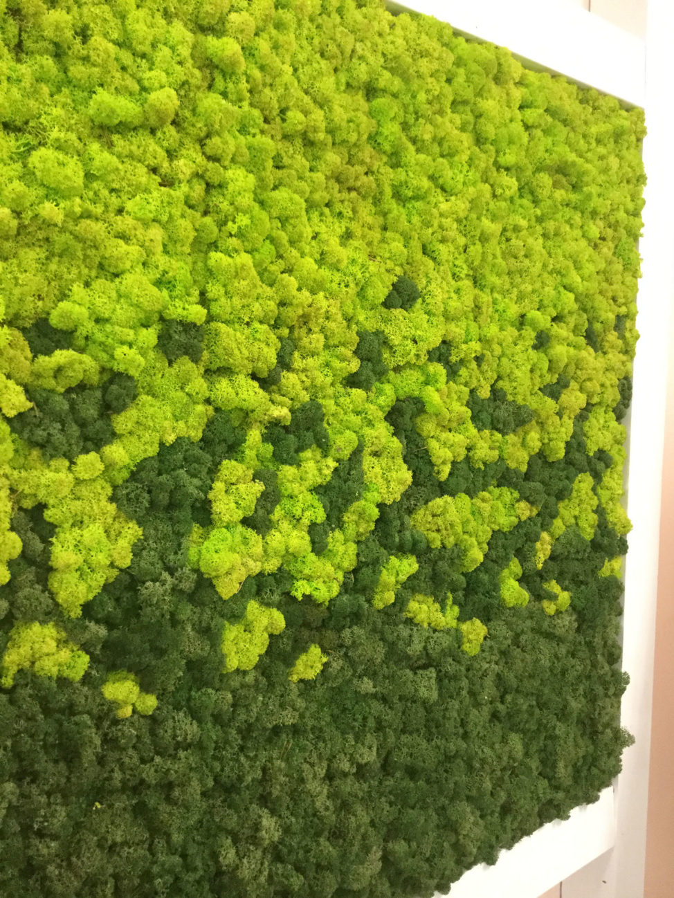 Multicolour reindeer moss at Sapphire hair salon